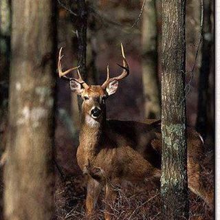 Who wants to come hunt with us?  #BandedBrigadeOutdoors is proud to provide hunts to active military as well as #veterans. Visit our website at Bandedbrigadeoutdoors.org to apply!! #vets #hunting #whitetail