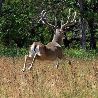 #Hunting season will soon be here and we are proud to provide hunts to active military and veterans.  If you or someone you know that loves to hunt and qualifies, visit our website at Bandedbrigadeoutdoors.org. #BandedBrigade #vets #veterans #bandedbrigadeoutdoors